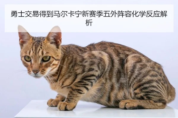 勇士交易得到马尔卡宁新赛季五外阵容化学反应解析